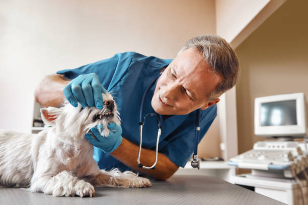 Best Pediatric Emergency Dentist in West Branch, MI